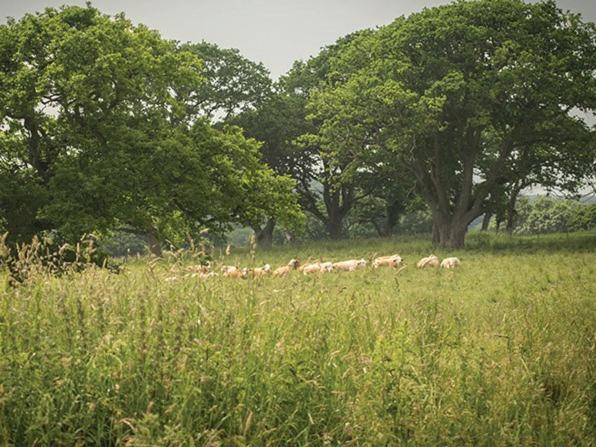 The Walhampton Arms Bed & Breakfast Lymington Ngoại thất bức ảnh